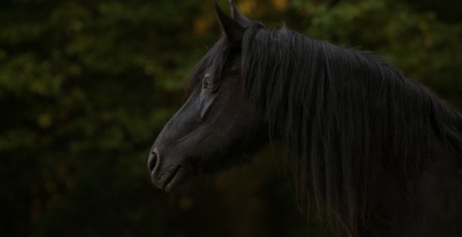 Black horse, animal, muzzle wallpaper