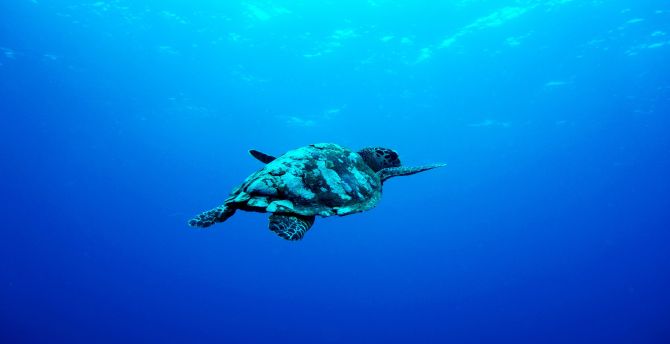 Blue sea, Underwater, aquatic animal, turtle wallpaper