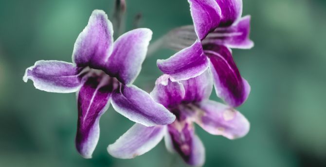Purple flowers, close up, bloom, spring wallpaper