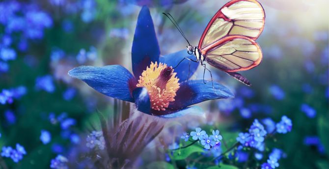 Blue flower, butterfly, meadow, macro wallpaper