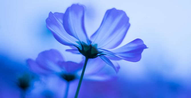Wallpaper blue flowers, cosmos, blur desktop wallpaper, hd image, picture,  background, 280cab | wallpapersmug