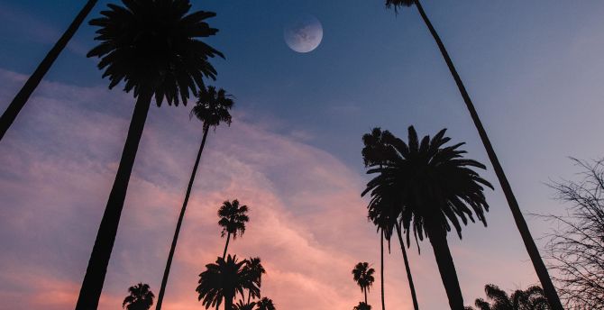 Palms, sunset, silhouette, beautiful wallpaper