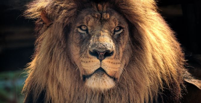 Lion, beast, muzzle, predator wallpaper