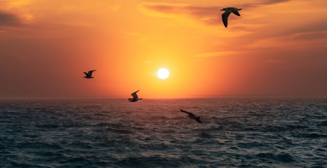 Sunset, sun, birds over sea, nature wallpaper