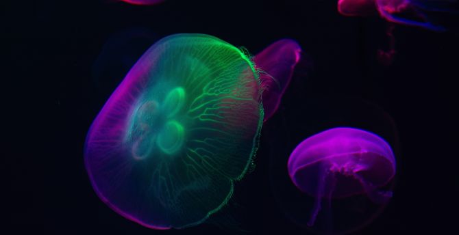 Neon glow, colorful, jellyfish wallpaper