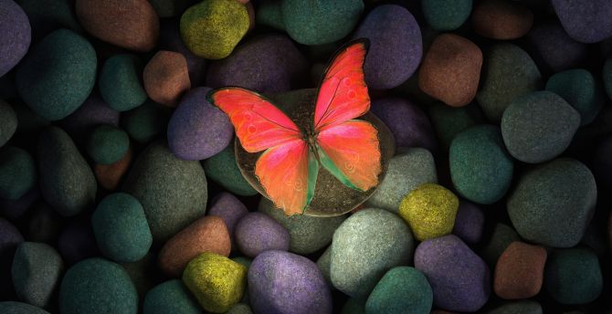 Butterfly on rocks, colorful rocks, art wallpaper