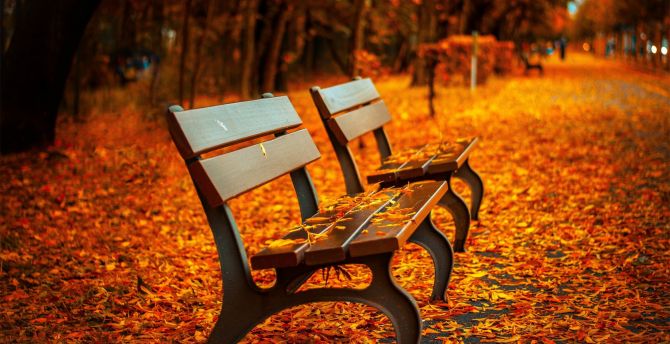 Fall, autumn, leaves on path, benches, garden wallpaper