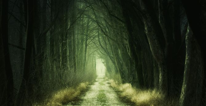 Dark Forest Royalty-Free Images, Stock Photos & Pictures