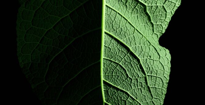 Leaf, macro wallpaper