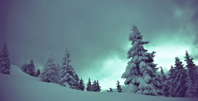 Tree, winter, cloudy sky, snow wallpaper