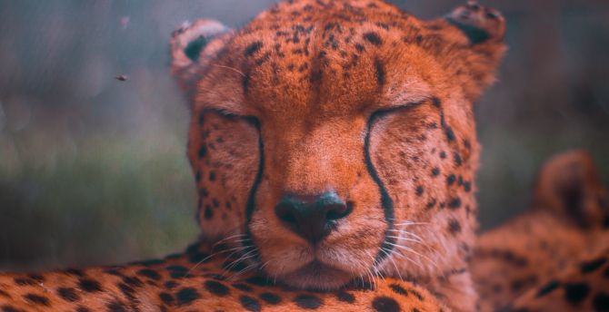Wildlife, relaxed, predator, sleep, cheetah wallpaper