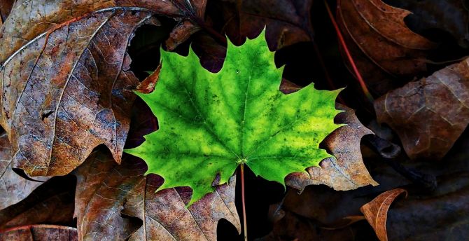 Green Leaf, maple, autumn, close up wallpaper