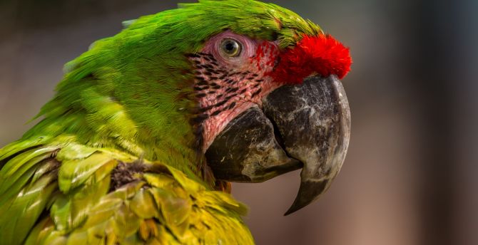 Zoo, parrot, macaw, muzzle wallpaper