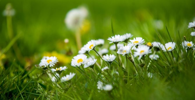 Meadow, small white daisy, green grass wallpaper