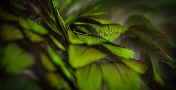 Plumage, green, feathers, close up wallpaper