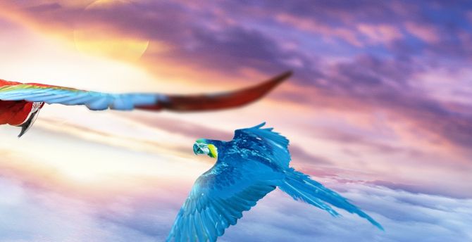 Macaw, Journey, flights, sky, art wallpaper