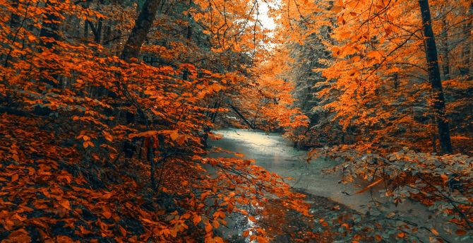 Bạn có muốn khám phá vẻ đẹp của thiên nhiên trong mùa thu với những cây lá rực rỡ, nhánh cam trổ bông, và tán cây rợp bóng? Chắc chắn bạn sẽ bị cuốn hút bởi hình ảnh tuyệt đẹp này. Hãy xem ngay!