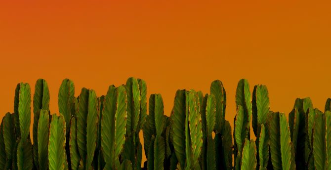 Cactus, green plants, desert plants wallpaper