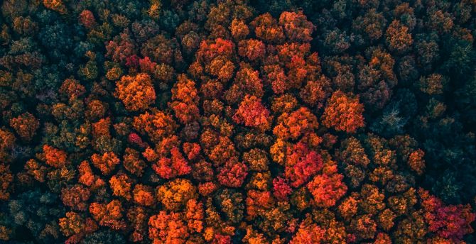 Trees peak, forest, trees, aerial view wallpaper