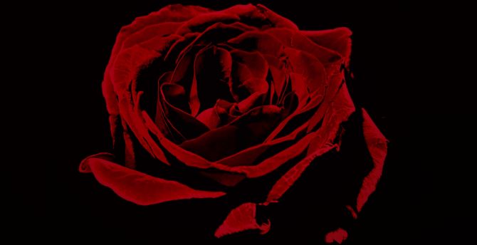Red rose, portrait wallpaper