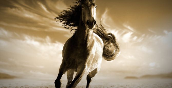 1600 Horse HD Wallpapers and Backgrounds