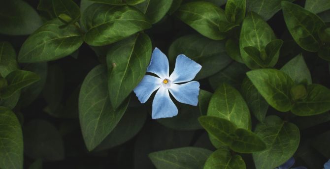 Flower, bloom, leaves, bright, blue flower wallpaper