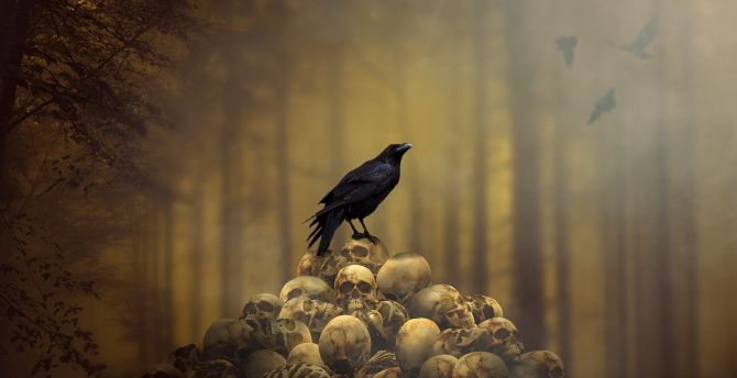 Fantasy, raven, skulls' heap, bird wallpaper