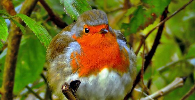 Robin, bird, close up wallpaper