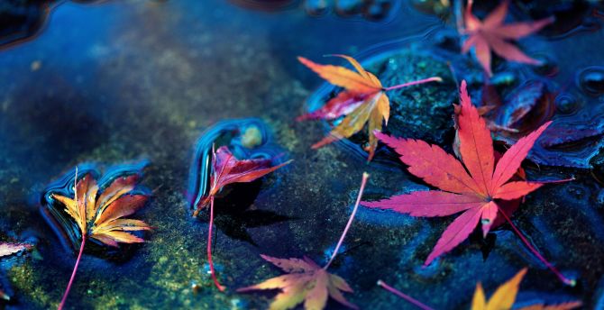 Maple leaves, water surface, autumn wallpaper