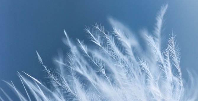 White feathers, close up wallpaper
