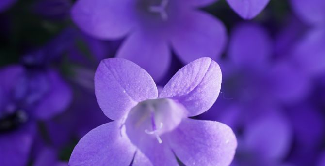 Bokeh, violet flowers, close up wallpaper