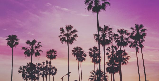 Tropical, palm trees, Miami sunset wallpaper