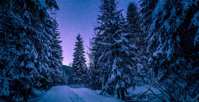 Winter, night, road though trees wallpaper