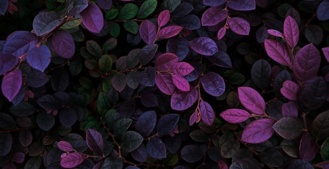 Violet leaves, veins, branches, plants wallpaper