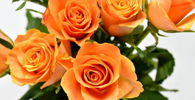 Orange roses, flowers, Bouquet wallpaper