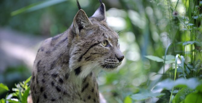 Lynx, wild cat, curious wallpaper