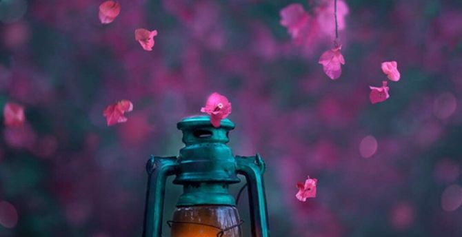 Lantern and beautiful blossom, photography wallpaper