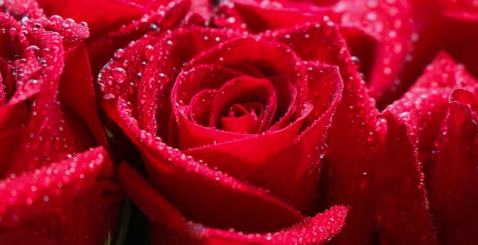 Red rose, water drops, shine, close up wallpaper