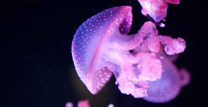 Glow, pink jellyfish wallpaper