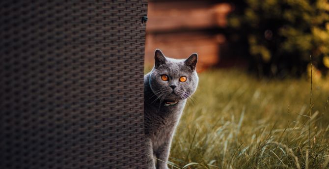 Adorable, gray cat, stare wallpaper