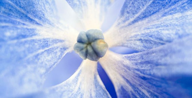 Bloom, blue flowers, macro wallpaper
