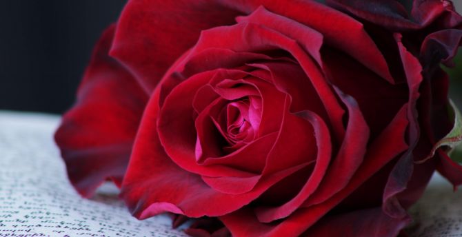 Red rose, close up wallpaper
