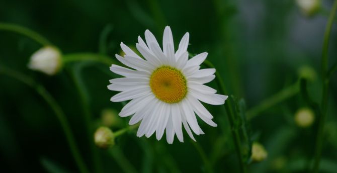 White daisy, flower, blur wallpaper