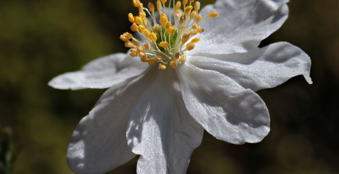 Anemone, flower, white, close up wallpaper
