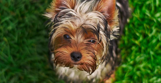 Desktop wallpaper cute, fluffy dog, adorable, hd image, picture
