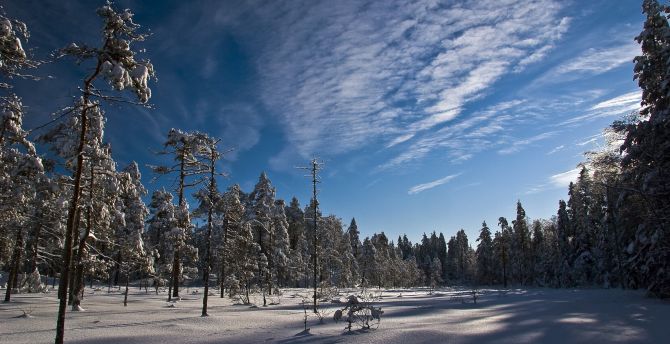 Sunny day, winter, trees, blue sky, forest wallpaper