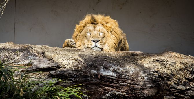 Lion, Relaxed, Predator, Animal, Wild wallpaper