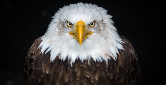 Bald eagle, bird, predator, muzzle wallpaper