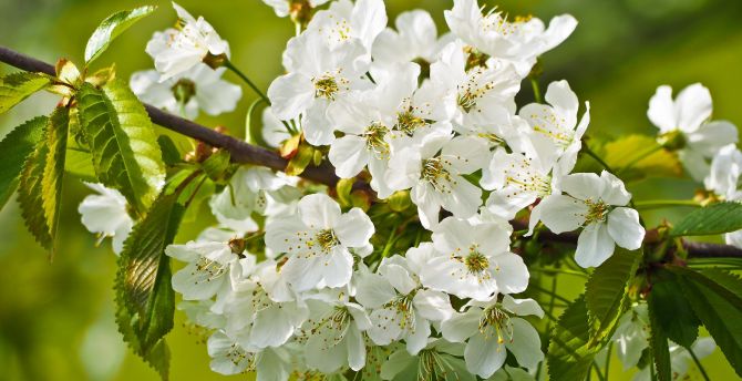 Tree branches, blossom, white flowers wallpaper