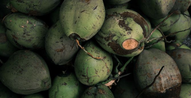 Coconut, green, closeup wallpaper